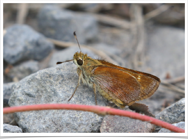 Taxiles Skipper female